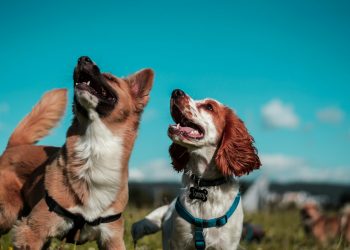 Training Tips: Positive Reinforcement Techniques for Pets