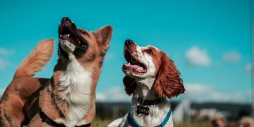 Training Tips: Positive Reinforcement Techniques for Pets