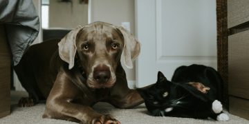 Nutrition Nook: Decoding Pet Food Labels for Optimal Health