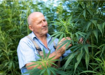 How to Grow Cannabis 12/12 From Seed