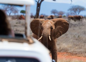 Mount Kenya Hiking Adventures: Exploring the Majesty of Africa’s Second-Highest Peak