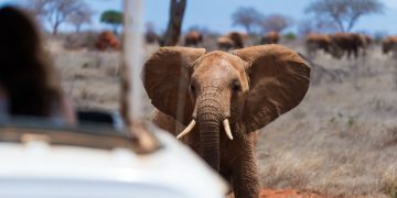 Mount Kenya Hiking Adventures: Exploring the Majesty of Africa’s Second-Highest Peak